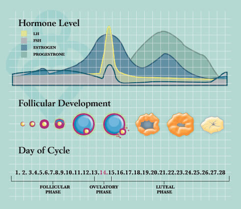 ovulation cycle hormones